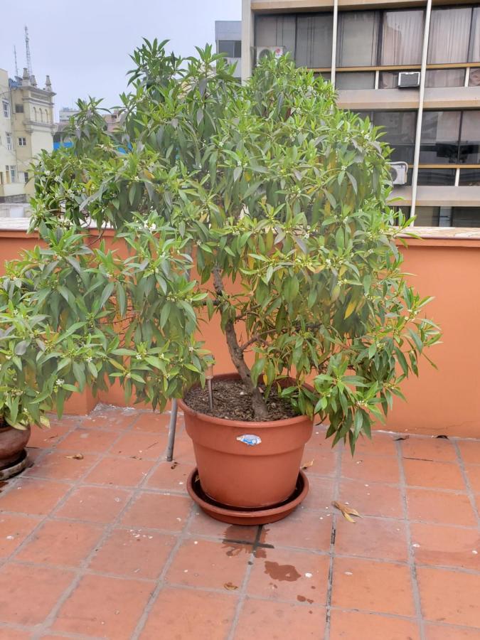 Residencial Waldorf Lima